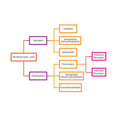 Diagram showing classification of lipids - storage lipids, membrane lipids - including phospholipids, glycolipids, triglycerides, plasmogens and more. Orange and pink scientific vector illustration.