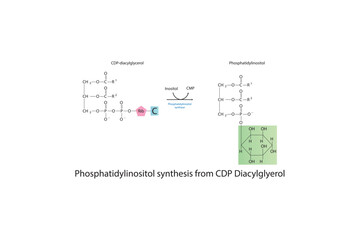 Schematic molecular diagram of Phosphatidylinositol synthesis from CDP Diacylglycerol via PI synthase  Scientific vector illustration.