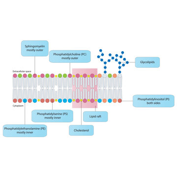 Diagrams showing schematic structure of cytoplasmatic membrane, including phospholipids (PE, PC, PS, sphingomyelin) glycolipids, cholesterol, lipid raft. Colorful scientific vector illustration.
