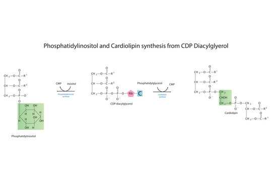 Schematic molcular diagram of Phosphatidylinositol and Cardiolipin synthesis from CDP Diacylglyerol via PI synthase and Cardiolipin synthase  Scientific vector illustration.