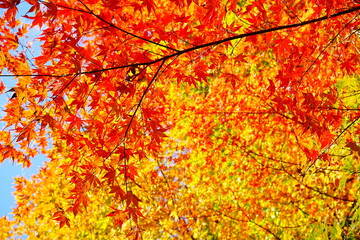 Image of Autumn, Red and Orange Maple Leaf - 秋のもみじ 美しい紅葉の庭園