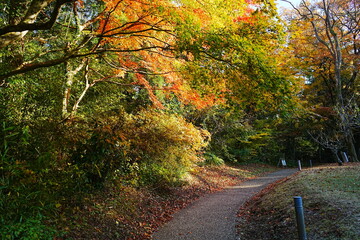Image of Autumn, Red and Orange Maple Leaf - 秋のもみじ 美しい紅葉の庭園
