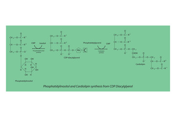 Schematic molcular diagram of Phosphatidylinositol and Cardiolipin synthesis from CDP Diacylglyerol via PI synthase and Cardiolipin synthase  Scientific vector illustration.