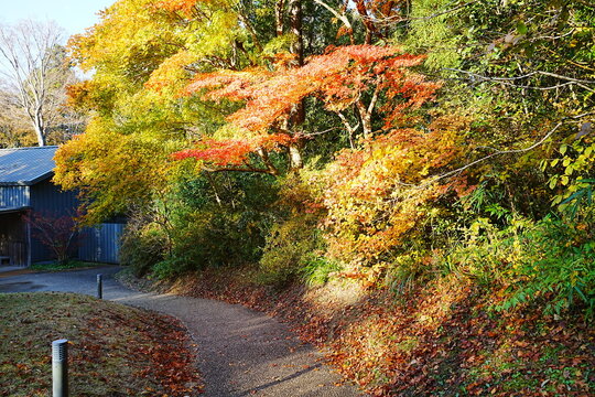 Image of Autumn, Red and Orange Maple Leaf - 秋のもみじ 美しい紅葉の庭園