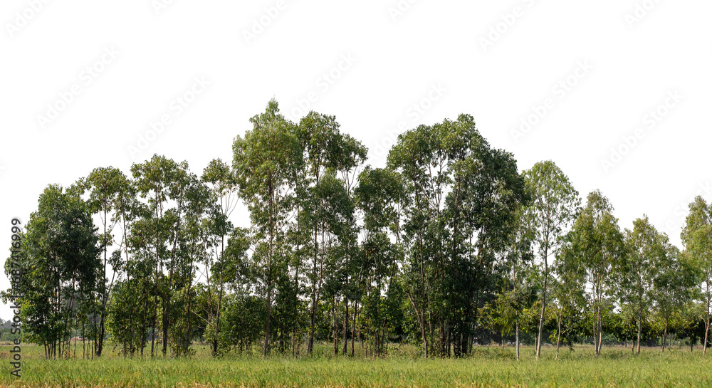 Aufkleber a group of rich green trees high resolution on transparent background.