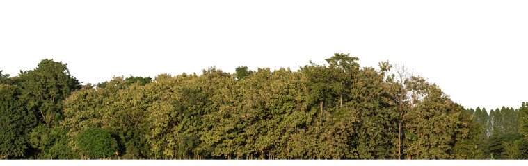 Fototapeta na wymiar Forest in summer, high resolution on transparent background.