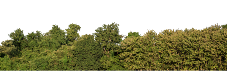 Forest in summer, high resolution on transparent background.
