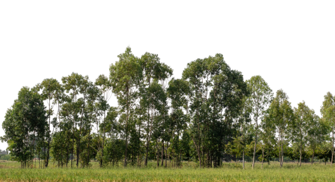 A group of rich green trees High resolution on transparent background.