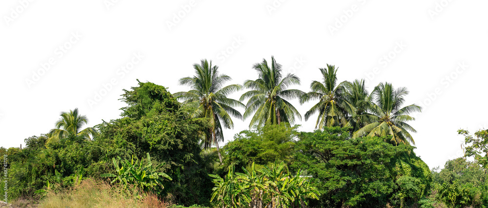 Poster A group of rich green trees High resolution on transparent background.