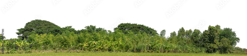 Poster a group of rich green trees high resolution on transparent background.