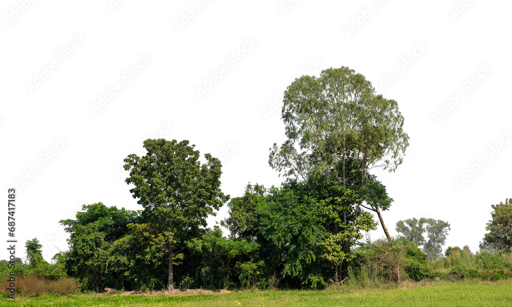 Poster a group of rich green trees high resolution on transparent background.