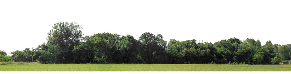 A group of rich green trees High resolution on transparent background.