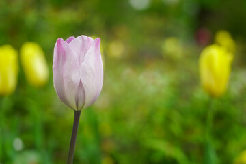Obraz premium tulips. beautiful tulips in a botanical garden. detail.
