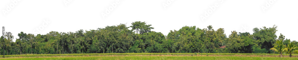 Aufkleber a group of rich green trees high resolution on transparent background.