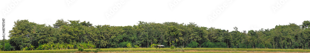 Poster a group of rich green trees high resolution on transparent background.