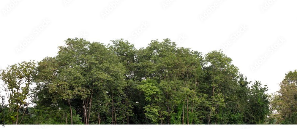 Poster a group of rich green trees high resolution on transparent background.