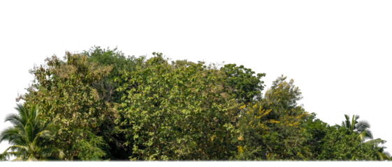 A group of rich green trees High resolution on transparent background.