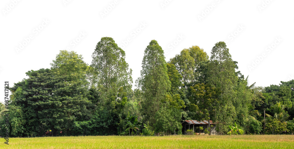 Aufkleber a group of rich green trees high resolution on transparent background.