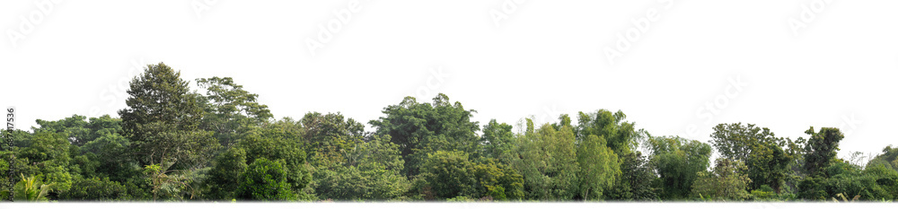 Aufkleber A group of rich green trees High resolution on transparent background.