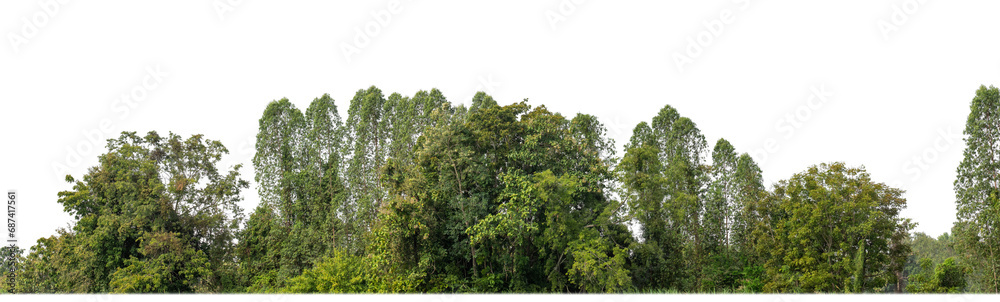 Poster a group of rich green trees high resolution on transparent background.