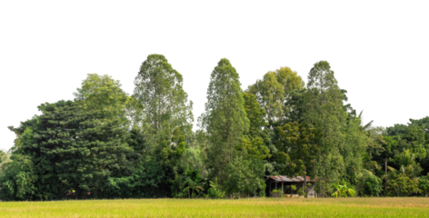 A group of rich green trees High resolution on transparent background.