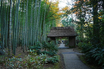 Traditional Japanese Gate surrounded by Green Fresh Bamboo Forest in Japan - 日本 公園 竹林...