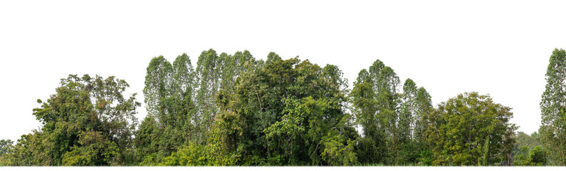 Fototapeta na wymiar A group of rich green trees High resolution on transparent background.
