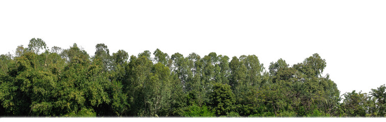 A group of rich green trees High resolution on transparent background.