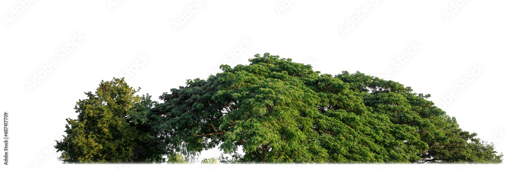 Poster a group of rich green trees high resolution on transparent background.