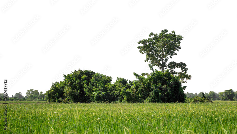 Aufkleber a group of rich green trees high resolution on transparent background.