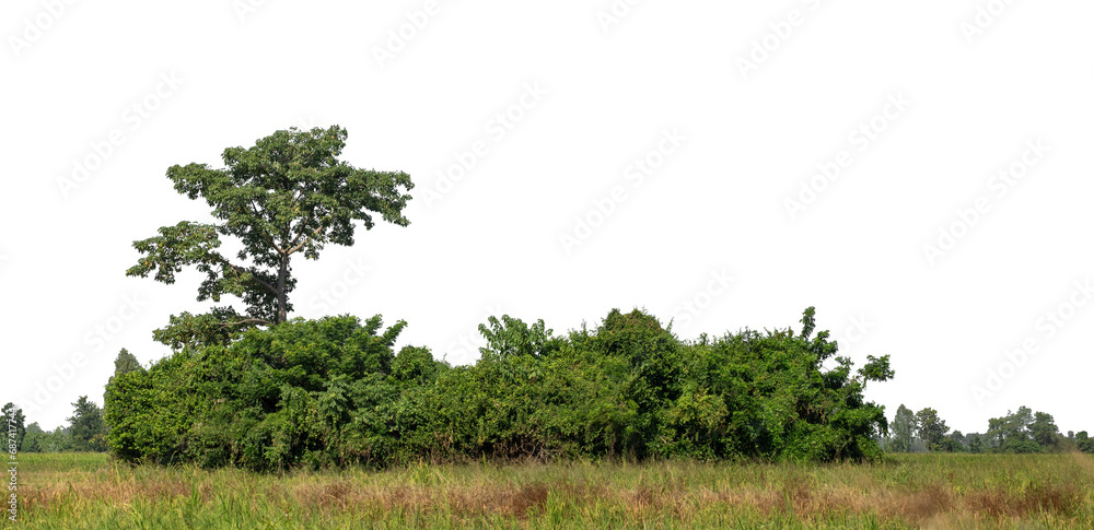 Aufkleber a group of rich green trees high resolution on transparent background.