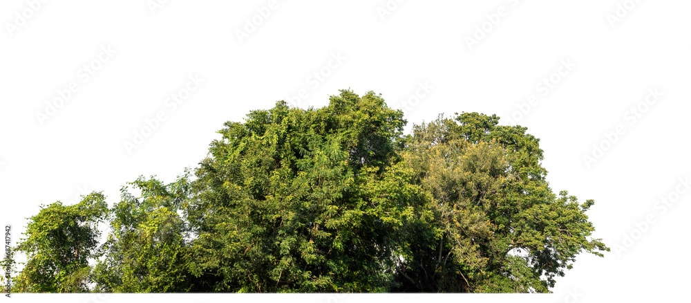 Aufkleber Forest in summer, high resolution on transparent background.