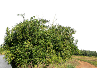 Green forest in summer, high resolution on transparent  background.