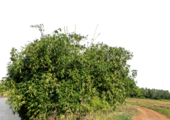 Green forest in summer, high resolution on transparent  background.