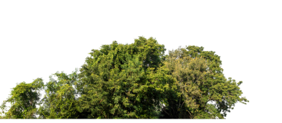 Forest in summer, high resolution on transparent background.