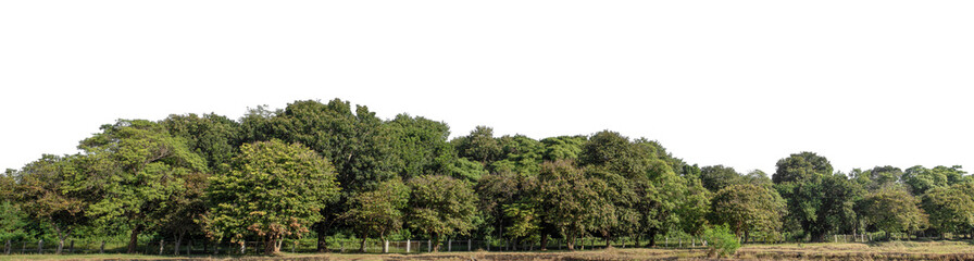 Green forest in summer, high resolution on transparent  background.
