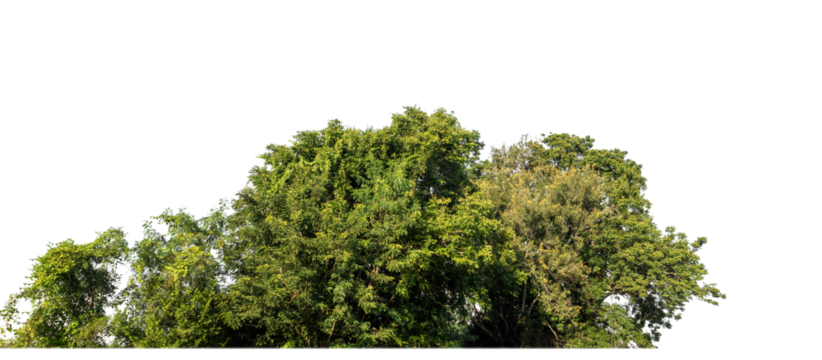 Forest in summer, high resolution on transparent background.