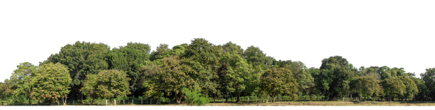 Green forest in summer, high resolution on transparent  background.