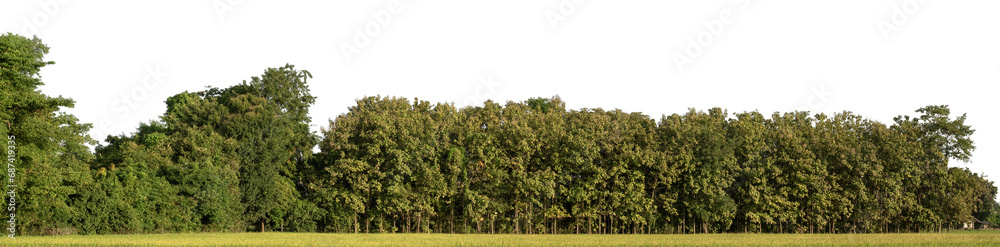 Poster A group of rich green trees High resolution on transparent background.