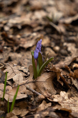 Blue snowdrop lat. Scilla close-up in the forest. The first spring flowers wake up. Bright sunlight. Macro photography of wild plants. The concept of early spring. Atmospheric background, soft focus