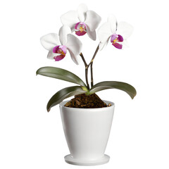 Orchid pot isolated on transparent background