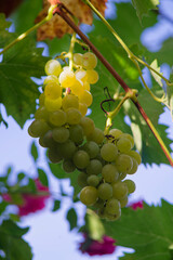  Weintraube, Wein