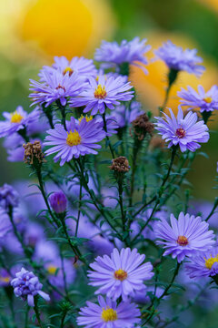 Herbstaster, Aster