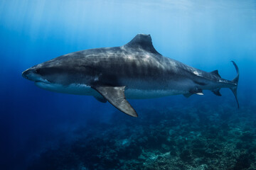Fototapeta premium Tiger shark on deep in blue ocean. Diving with dangerous tiger sharks.