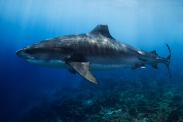 Tiger shark on deep in blue ocean. Diving with dangerous tiger sharks.