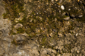 Stone moss texture macro. Close-up of an old fence. Brown and beige abstract background. Natural materials for design, covers, presentations. A road paved with earth and pebbles and covered with moss