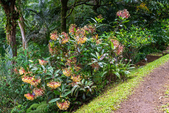 The flowering bush with yellow flowers called Fragrant Ixora scientific names Ixora hookeri or Ixora odorata in Kauai, Hawaii, United States.
