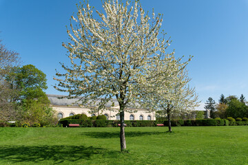 Cherry tree with white flowers in full bloom on a sunny spring day. Shot in public Departemental Parc de Sceaux, orangerie in the background - Hauts-de-Seine, France.