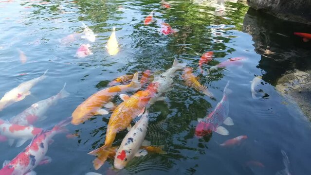 Colorful carp swim in a lake in a park in Ho Chi Minh City, Vietnam