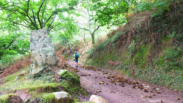 Mature man hiking on 'La Rhune' in the French Basque Country